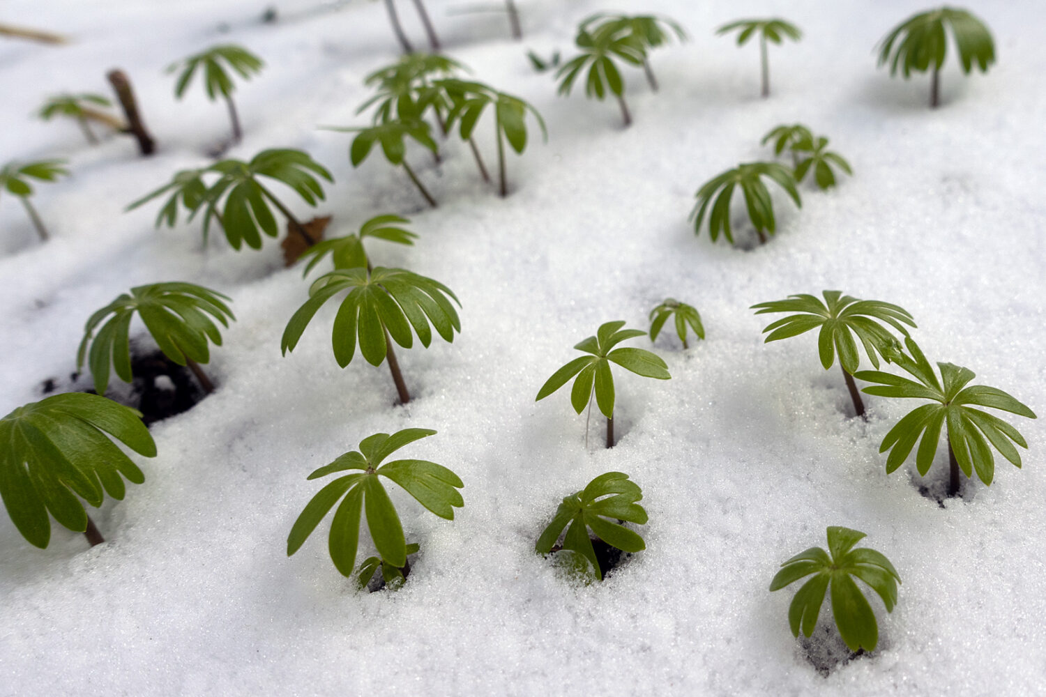 Tiny Mayflowers in the snow