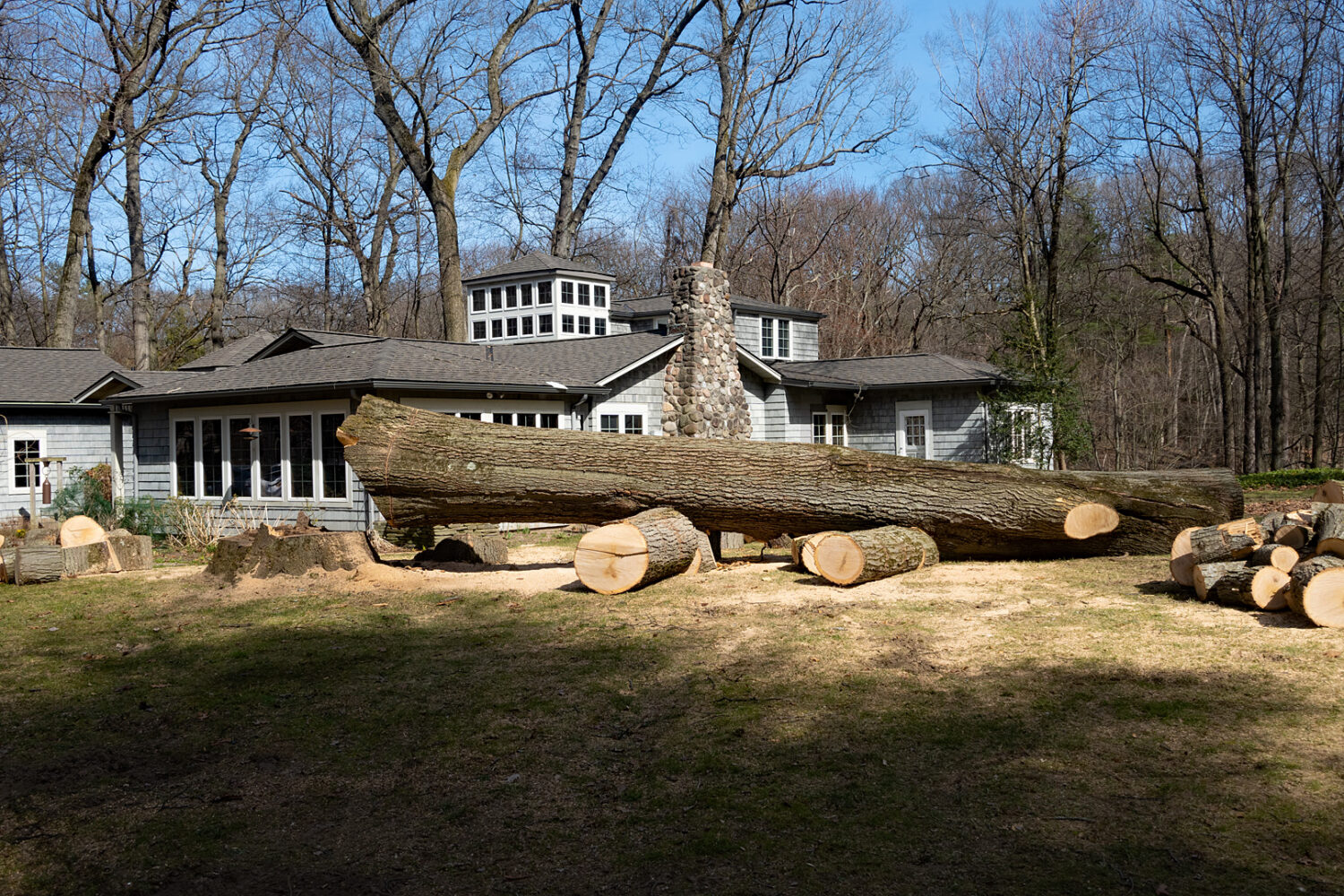 Big oak on the way to a mill