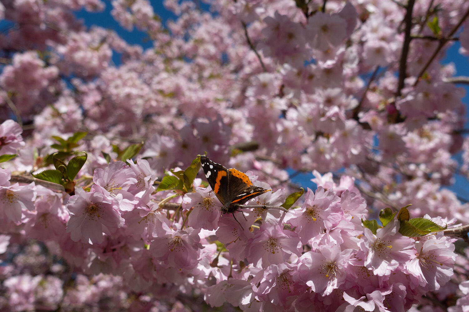 Cherry blossoms with butterfly