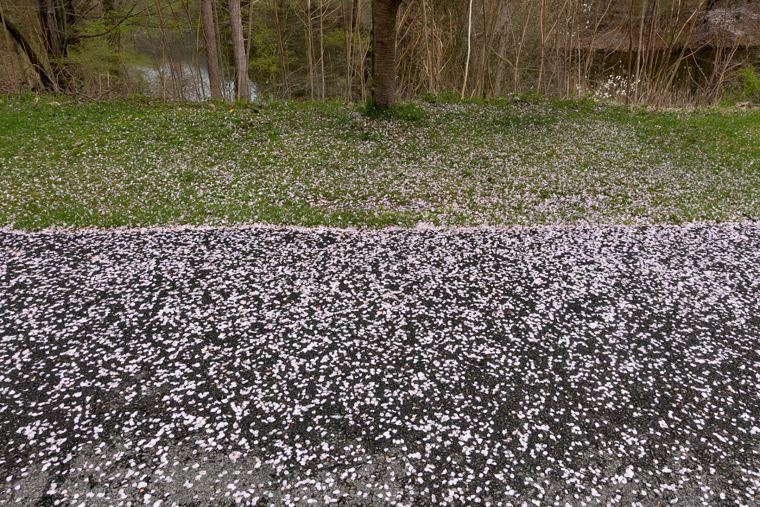 Cherry blossom petals on pavement