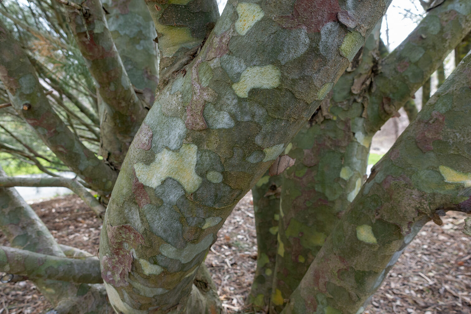 Lacebark Pine trees in Durand Eastman Park