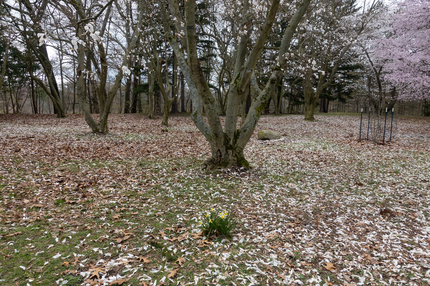 Magnolias in early April at Durand Eastman Park