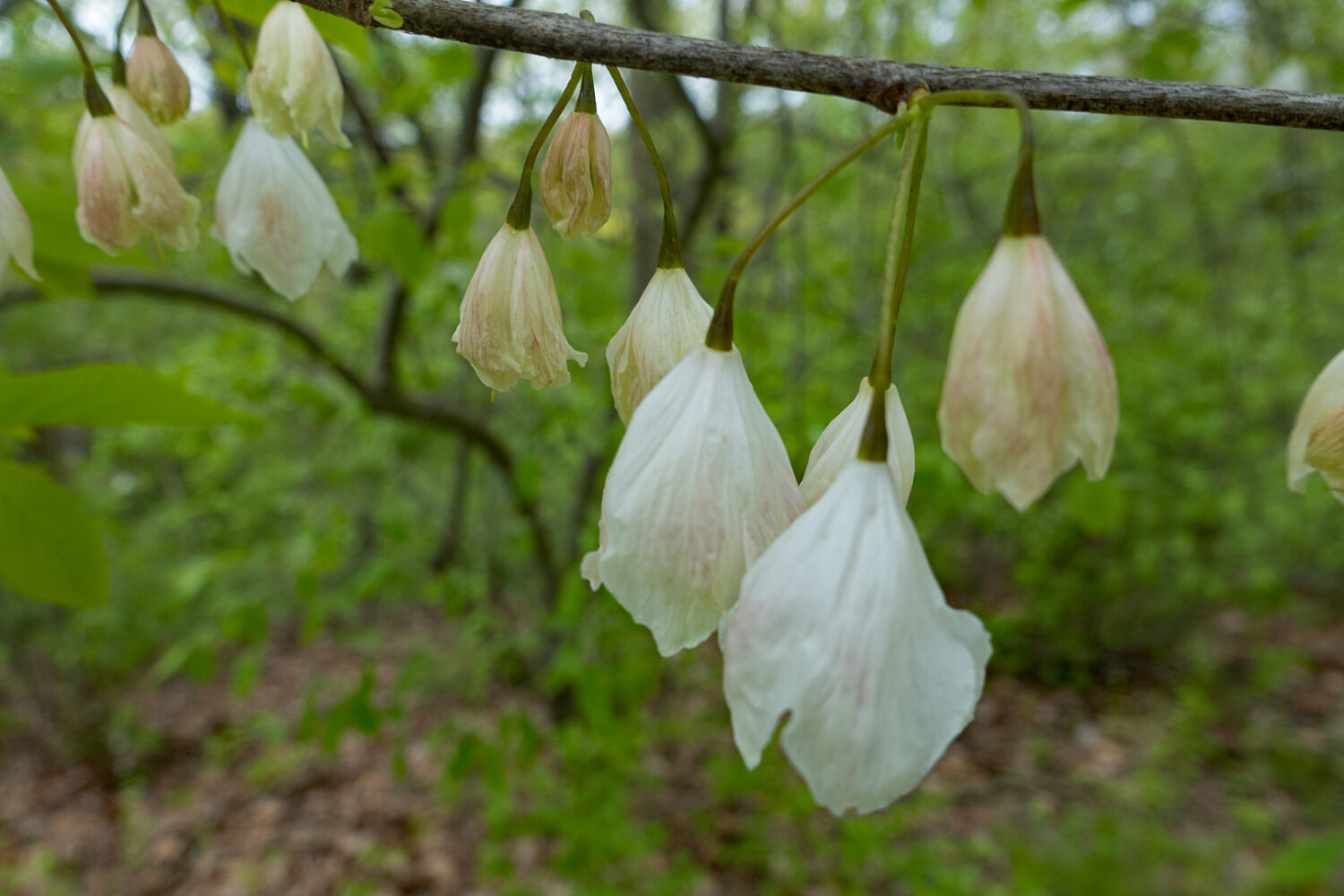 Silver Bells, Durand Eastman Park