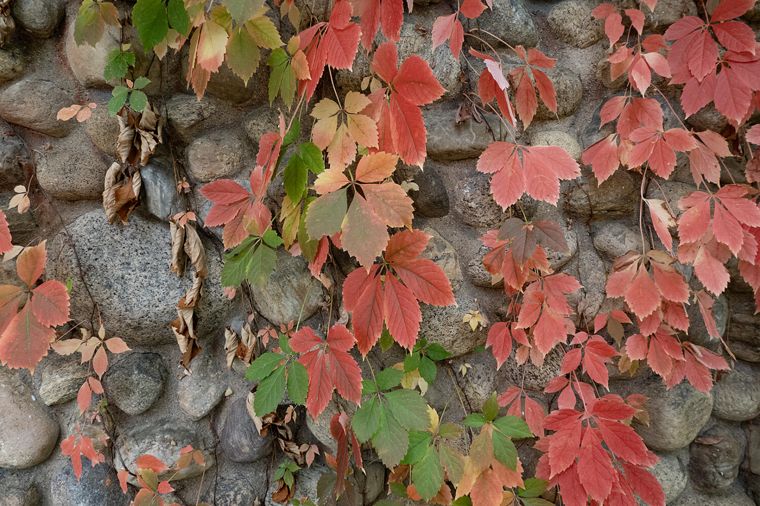 Autumn vine on cobblestone building, Culver Road