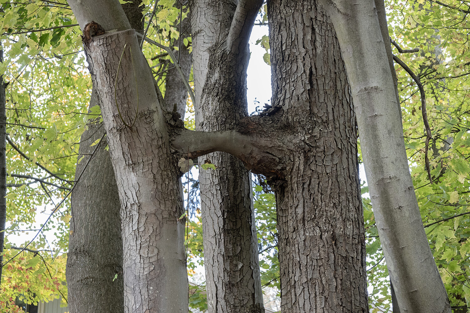 Two Red Cherry trees growing together