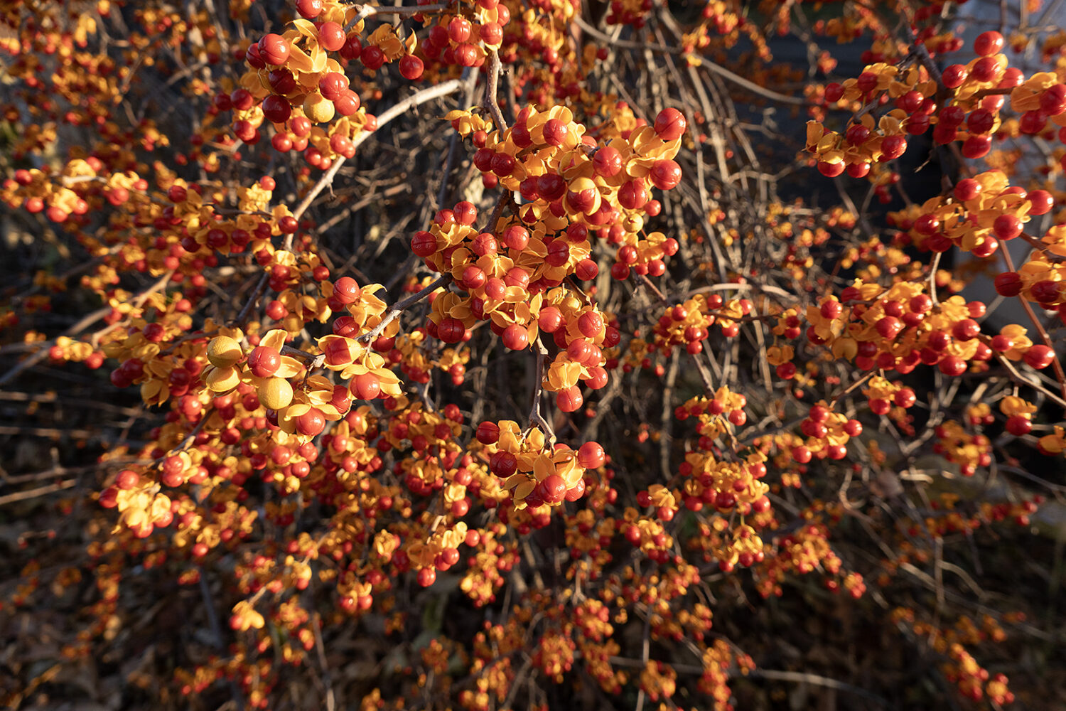 Bittersweet behind House of Guitars