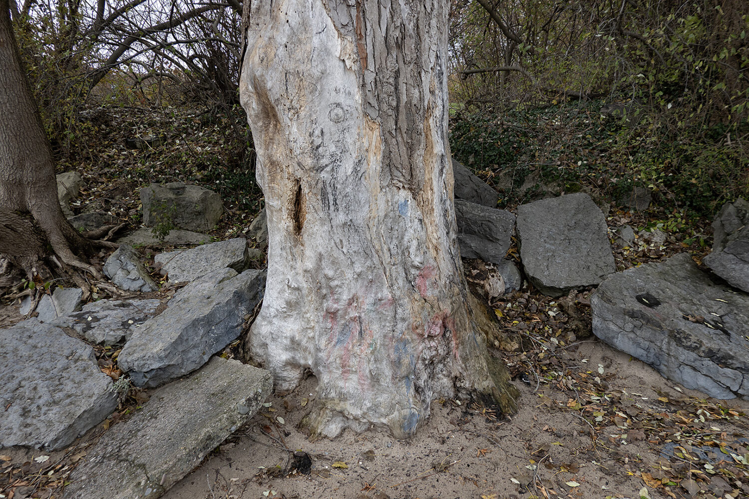 Colorful tree trunk on the beach