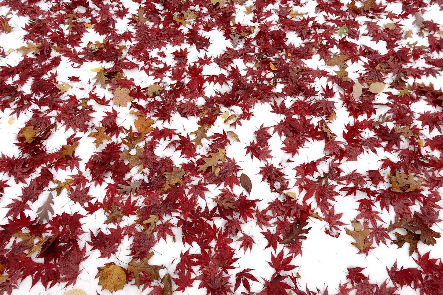 Maple leaves on fresh snow out back