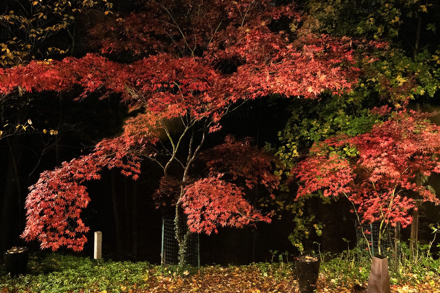 Red Maples on Halloween night