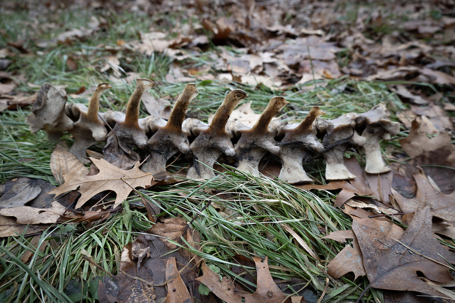 Deer spine in woods