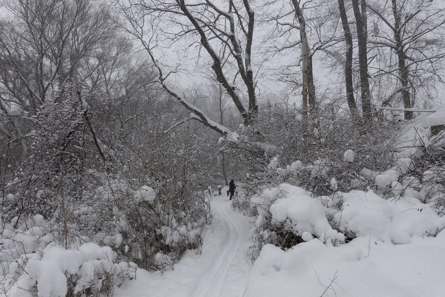 Cross country skiing at Durand Eastman