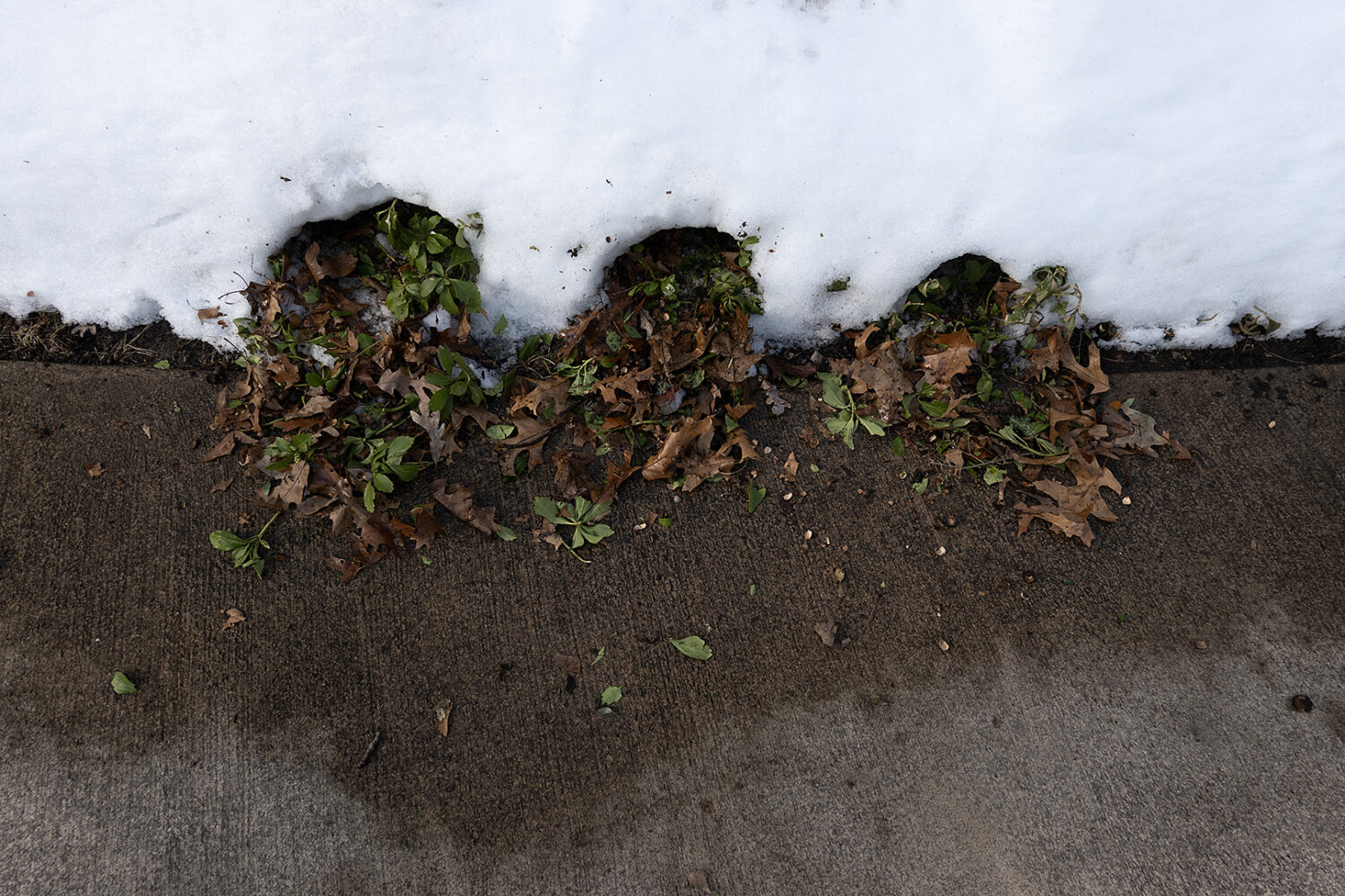 Squirrel tunnels along driveway