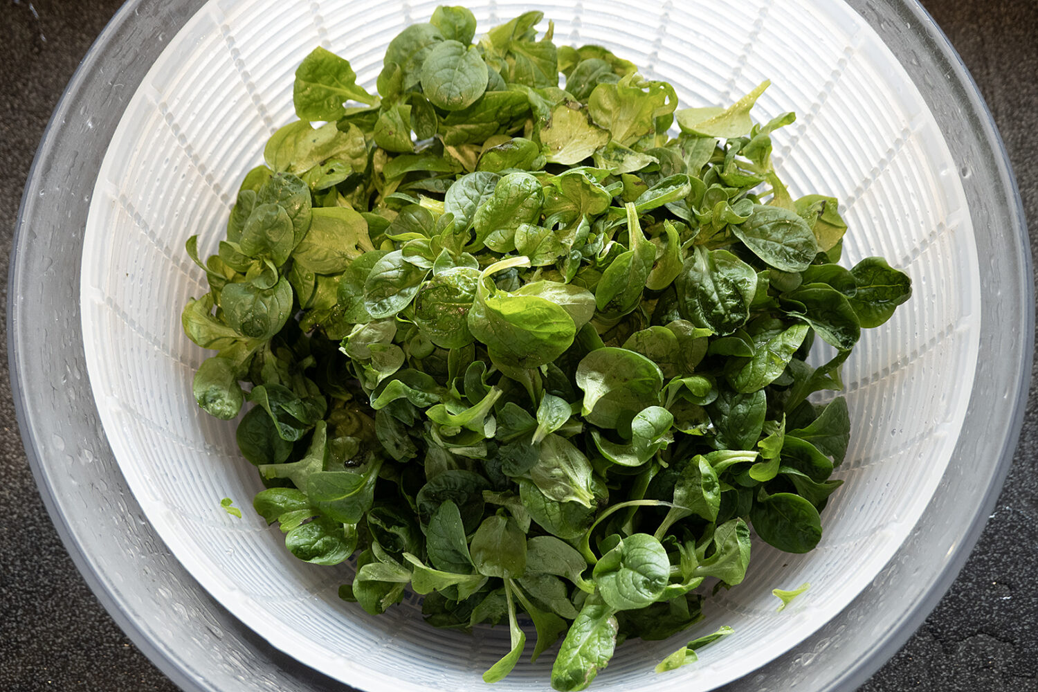 Bowl of mache lettuce in March