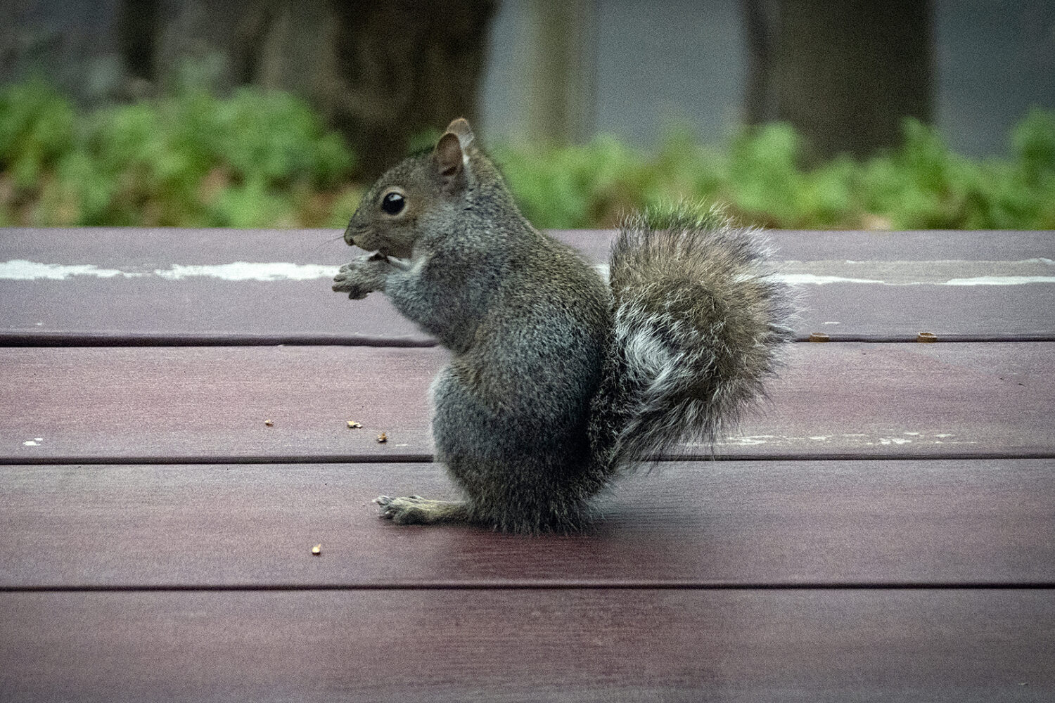 Baby squirrel 