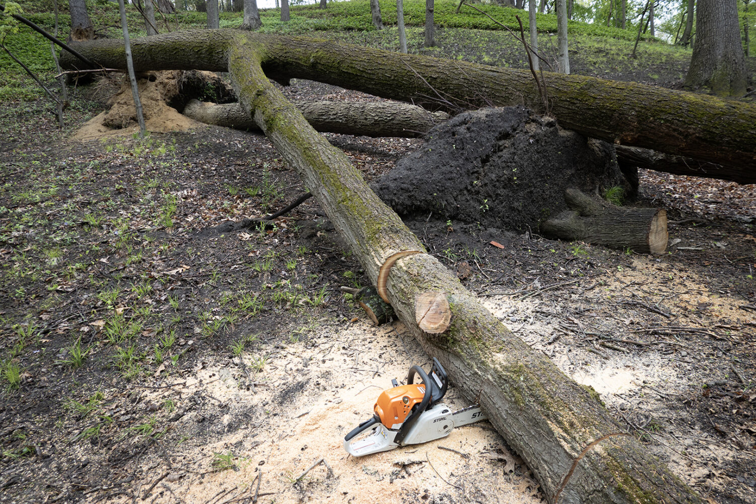 Fallen trees with my saw stuck