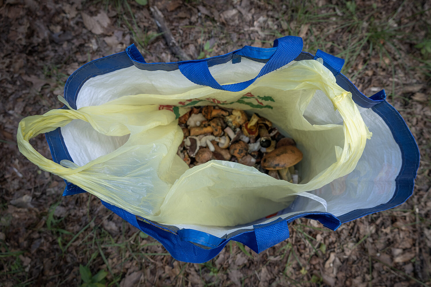 Bag of mushrooms collected in Durand Eastman Park by Laotian woman