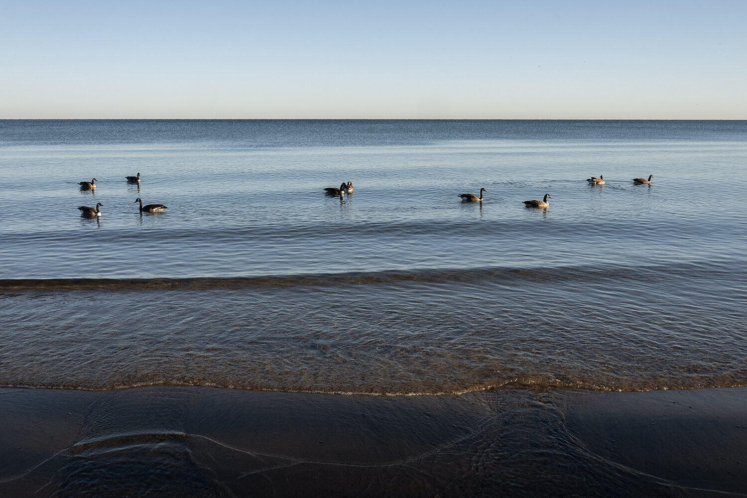 Geese on Lake Ontario in October