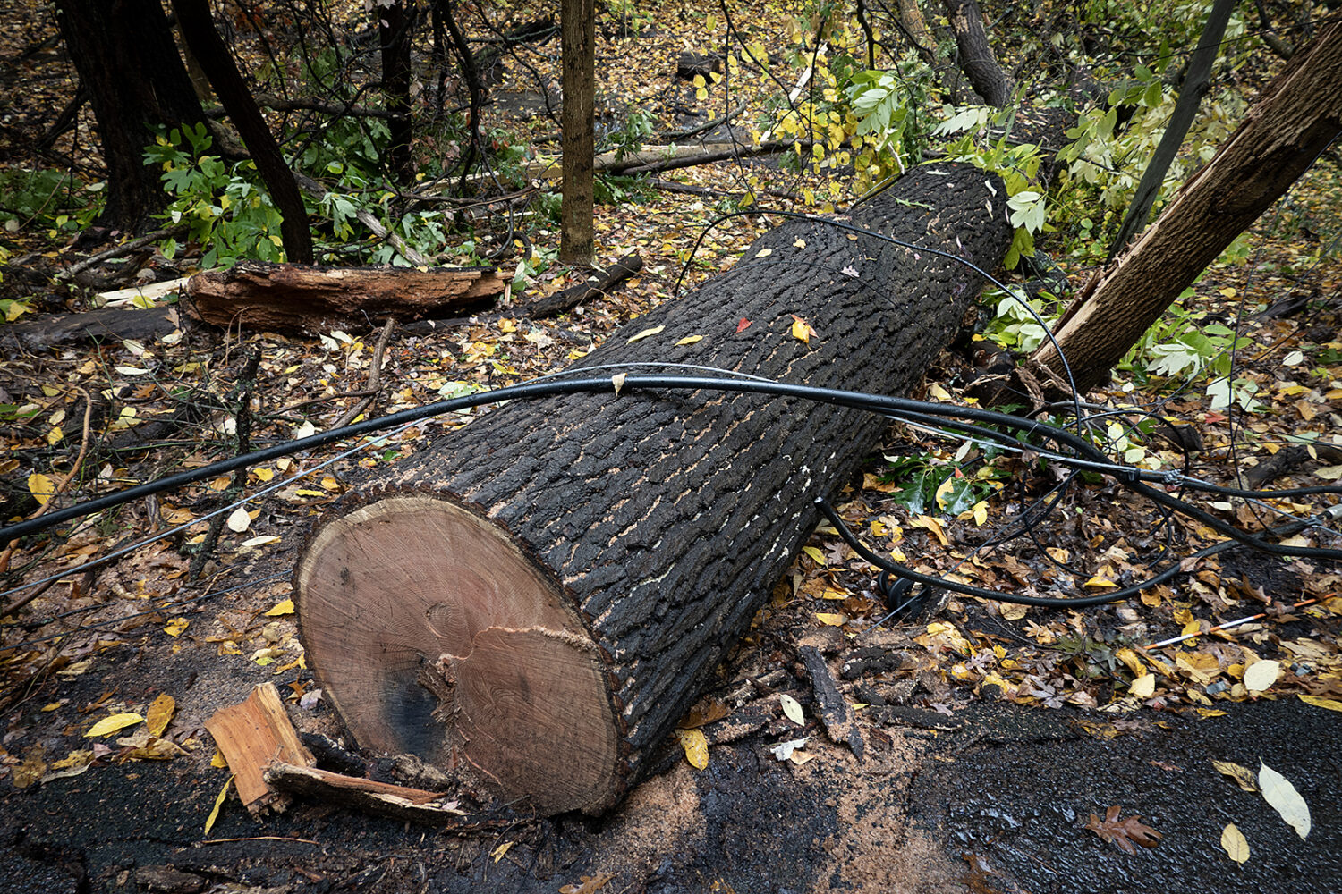 Our fallen tree on the other side of the road