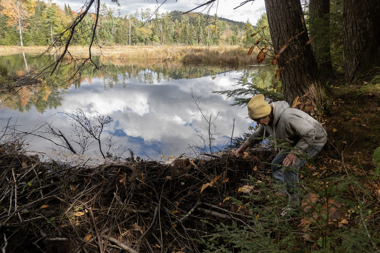 Beaver dam in marsh at Pete and Shelley's