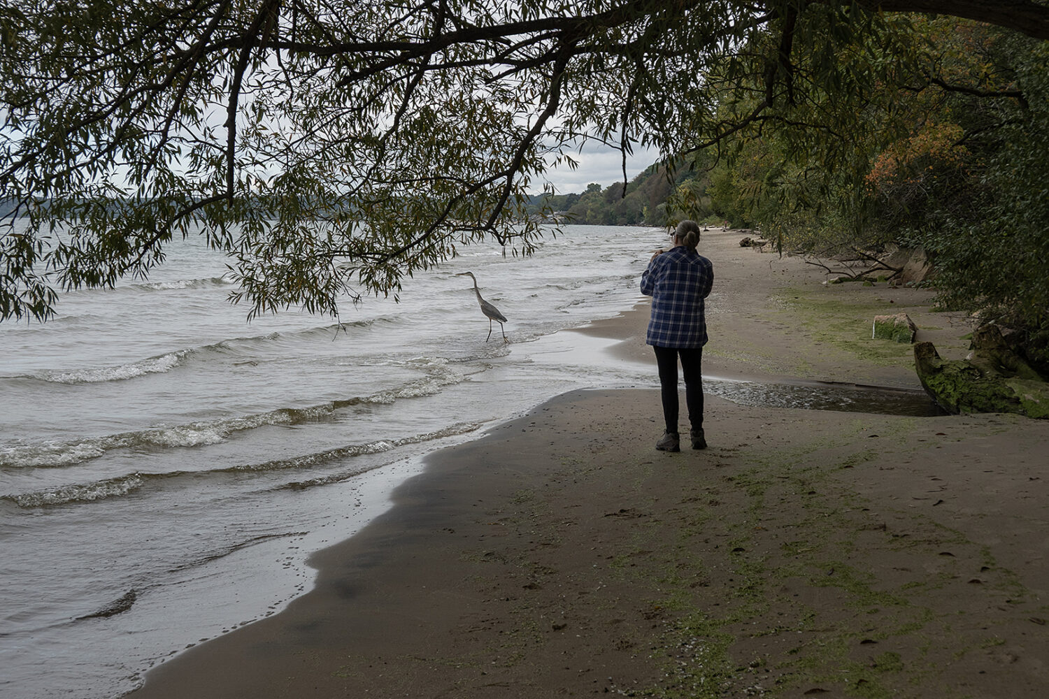 Peggi taking a movie of a heron on the beach
